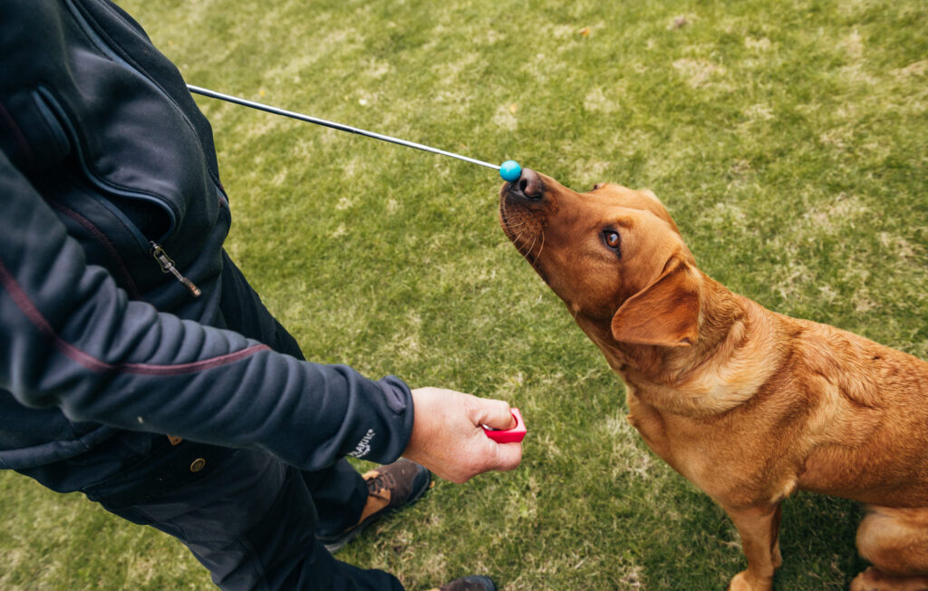 Hunden gör en nosdutt mot en targetstick