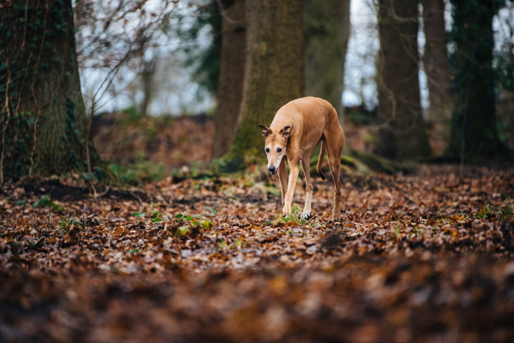 Lider din hund av ledproblem som orsakar hälta och smärta?