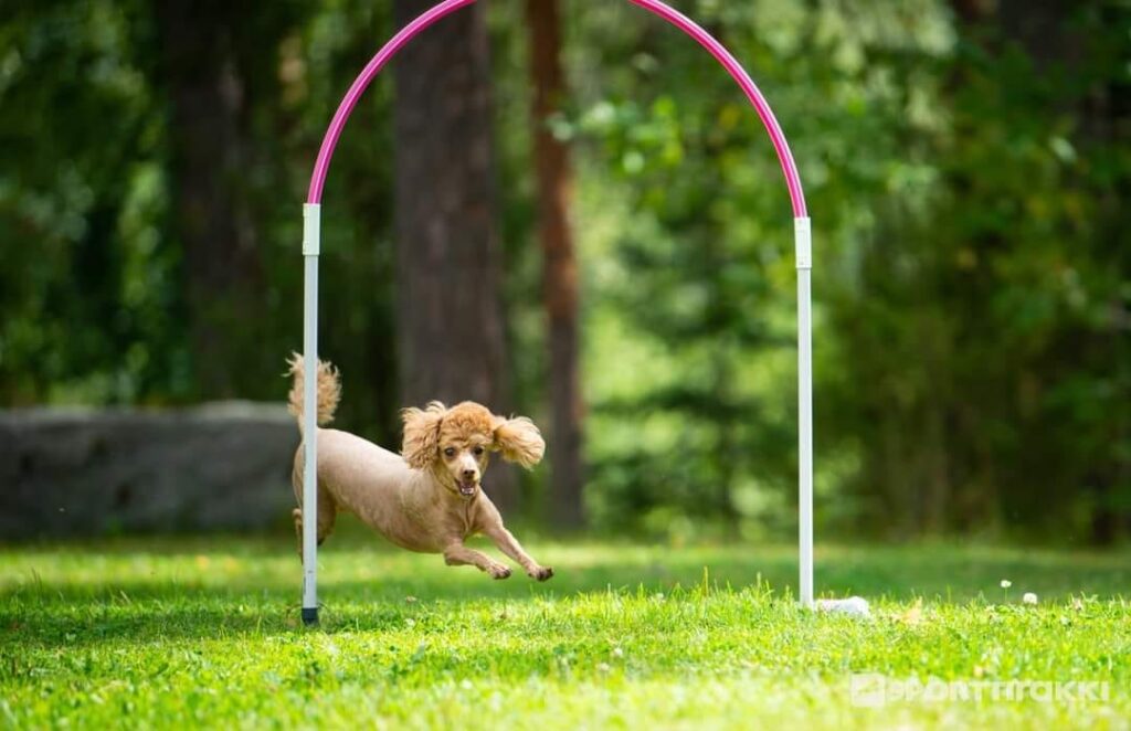 Pudeln Syke kör hoopers