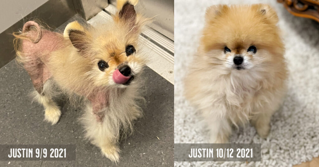 Pomeranianen Justin tappade sin päls