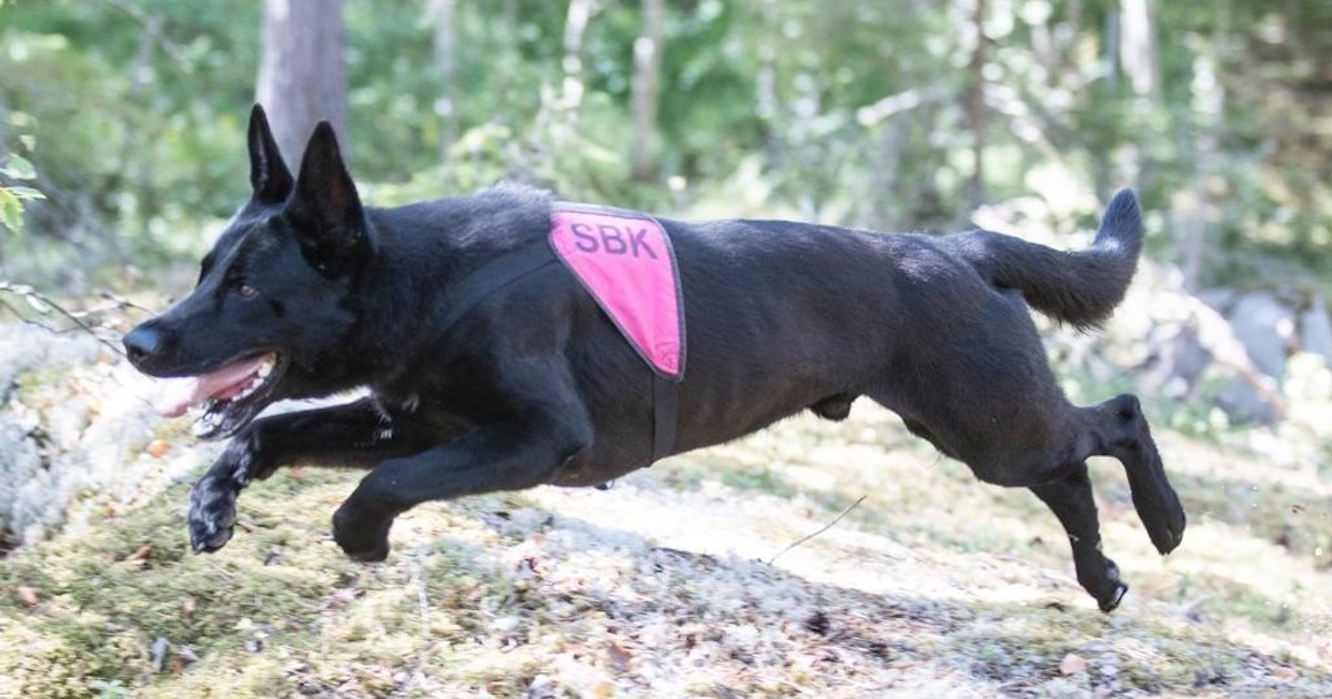 Skyddshunden Lillis hudproblem hålls i schack med Nutrolin® SKIN & COAT
