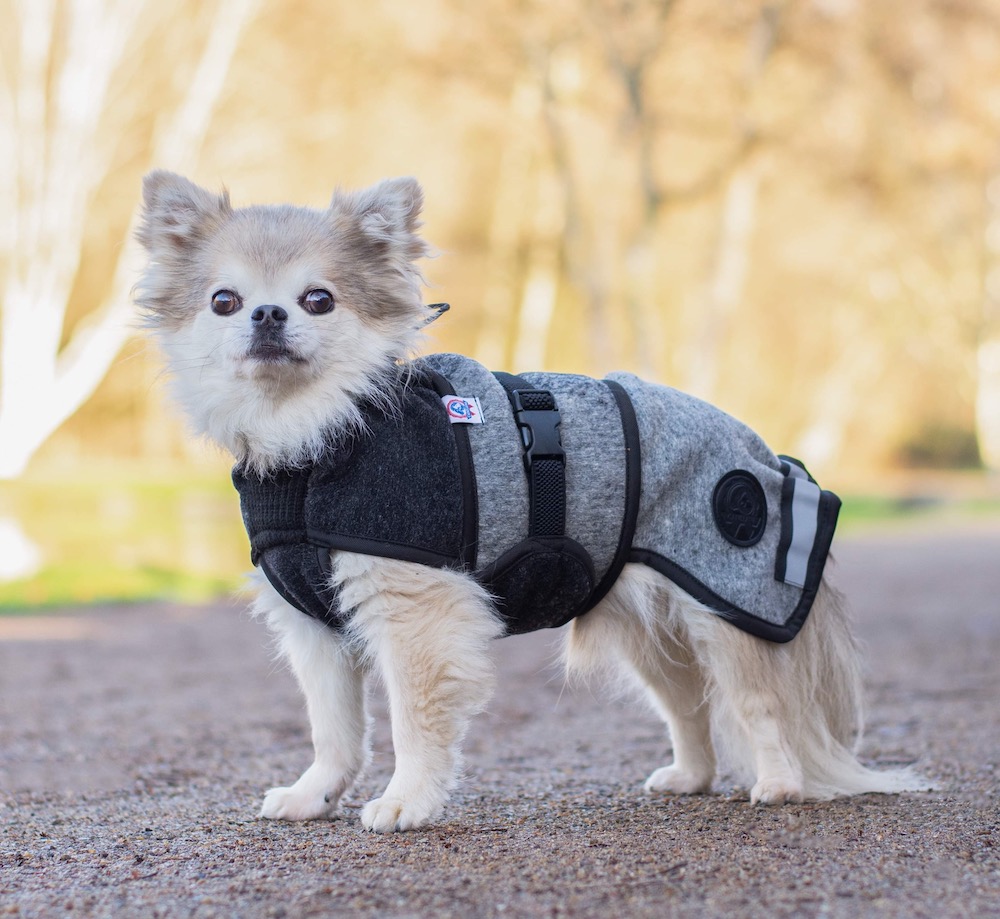 Hund- och lydnadsproffset Miriam Søndergaards hund Tito