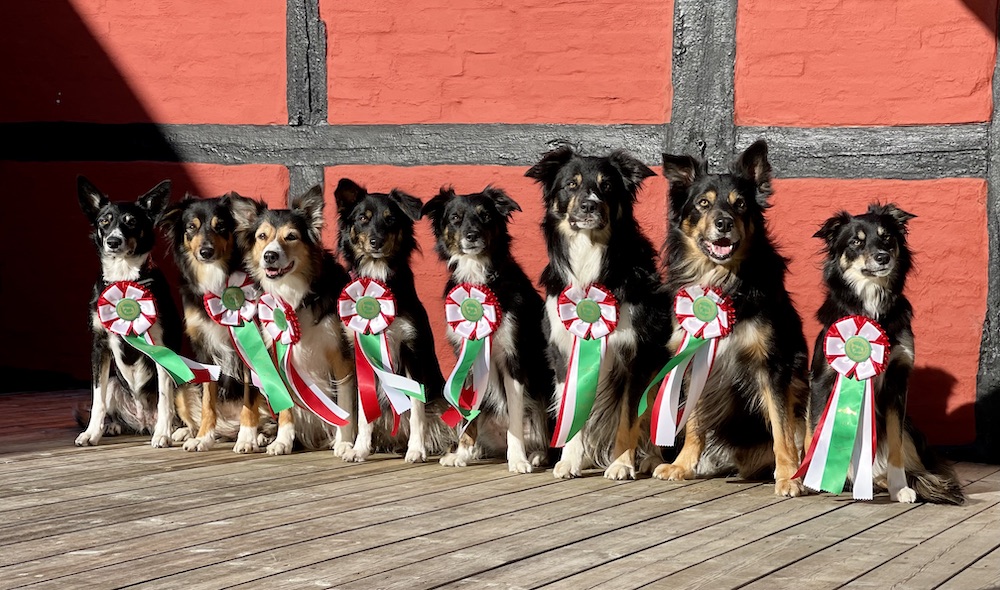 Hund- och lydnadsproffset Miriam Søndergaards hundar