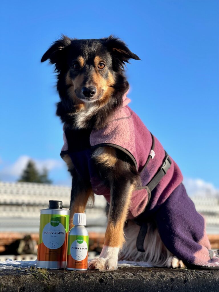 Hund- och lydnadsproffset Miriam Søndergaards hundar