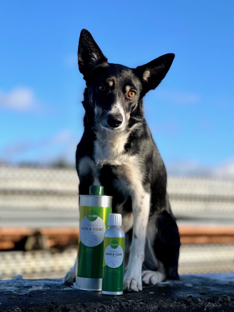 Hund- och lydnadsproffset Miriam Søndergaards hundar
