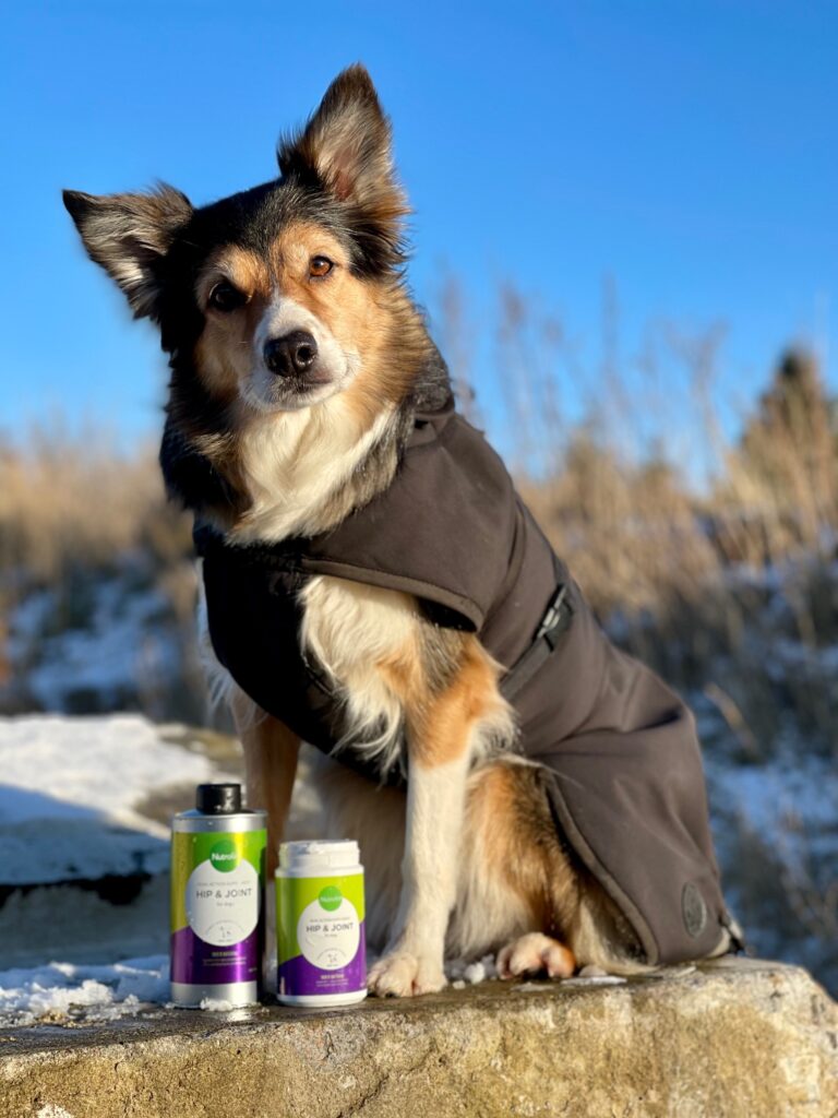 Hund- och lydnadsproffset Miriam Søndergaards hundar