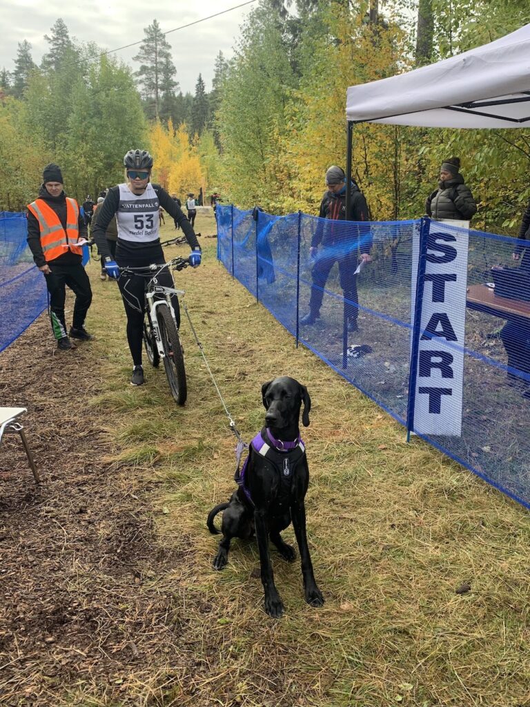 Slitstarka trampdynor till familjens aktiva drag- och jakthundar