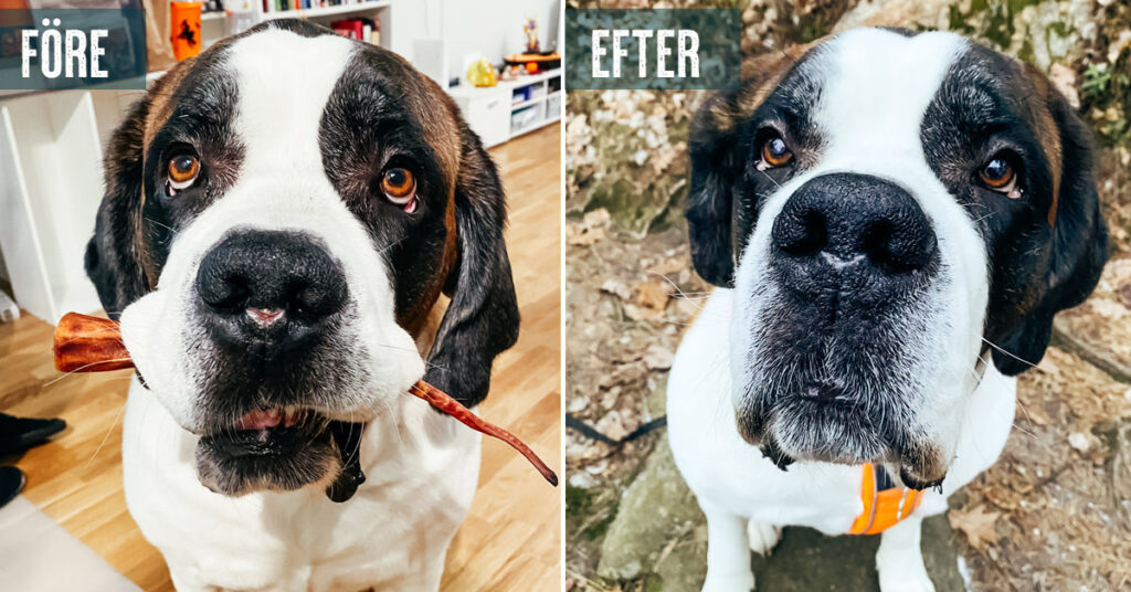 Hunden Gaias sår på nosen ville inte läka – Nutrolin® SKIN & COAT hjälpte