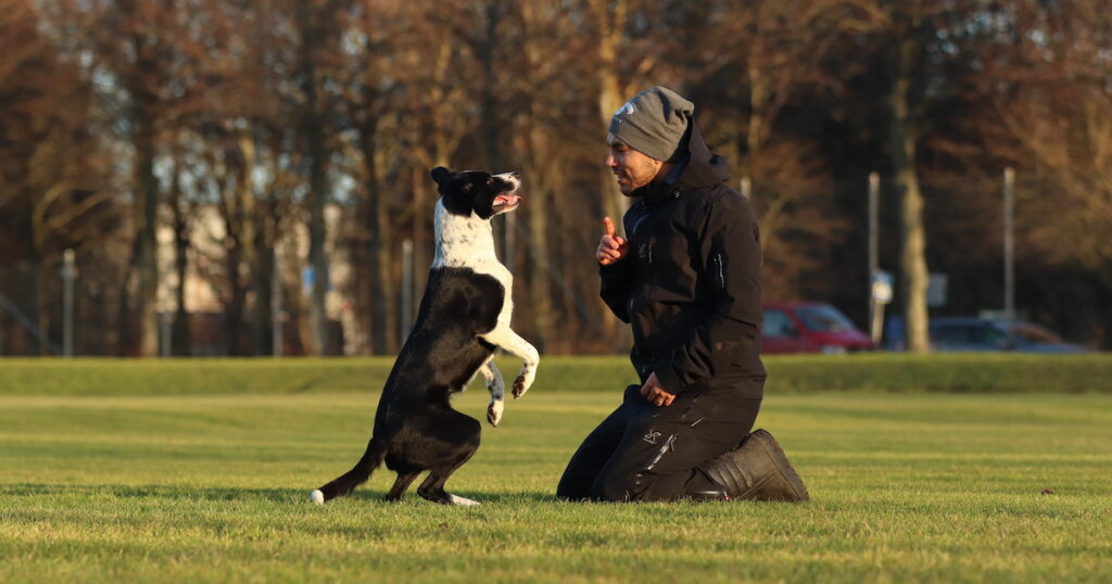 Gustaf Elgh & Pixi ska tävla agility på Crufts