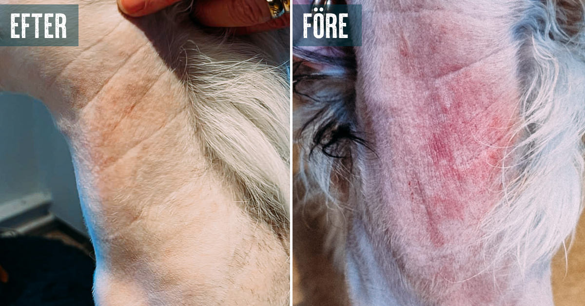 Opa-singillar bilan porno videolarni tomosha qiling