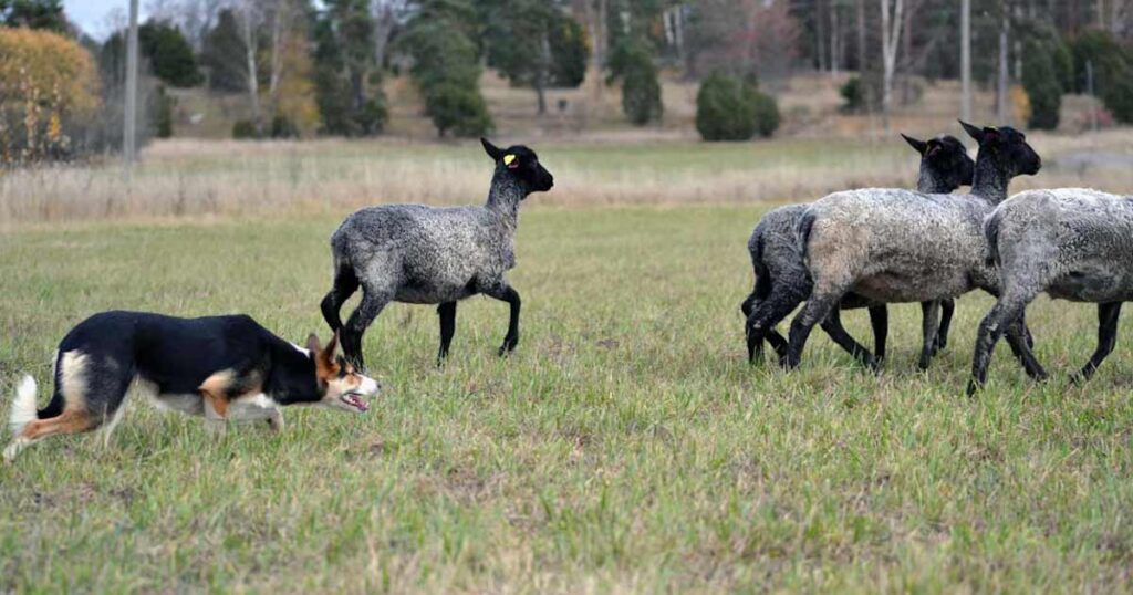 De aktiva hundarna på Kennel Dánakims får hjälp av Nutrolin®-serien