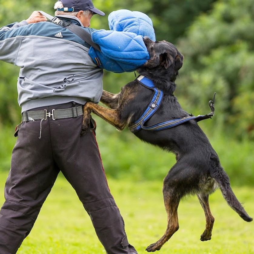 En sporthund som ska prestera på toppnivå behöver ett anpassad fysprogram.