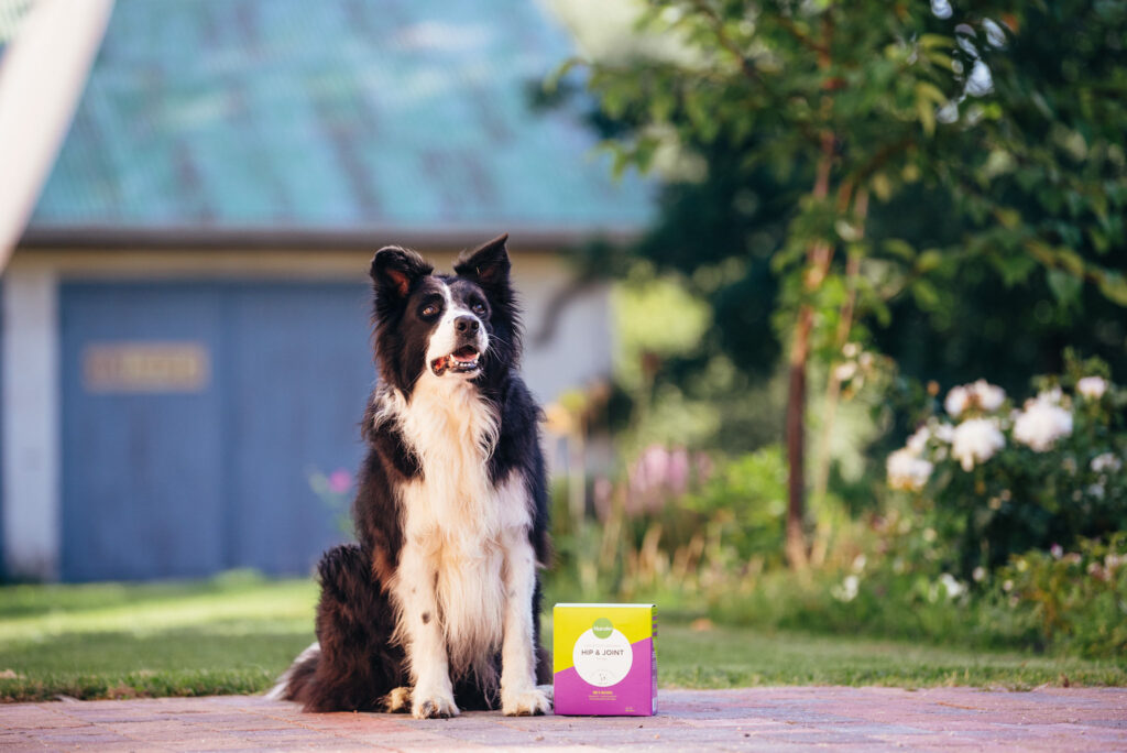 Nutrolin® HIP & JOINT och bordercollie