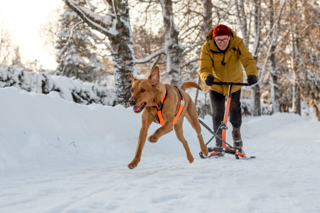 Mikko Griinari och labradoren Lily är ute med kicksparken