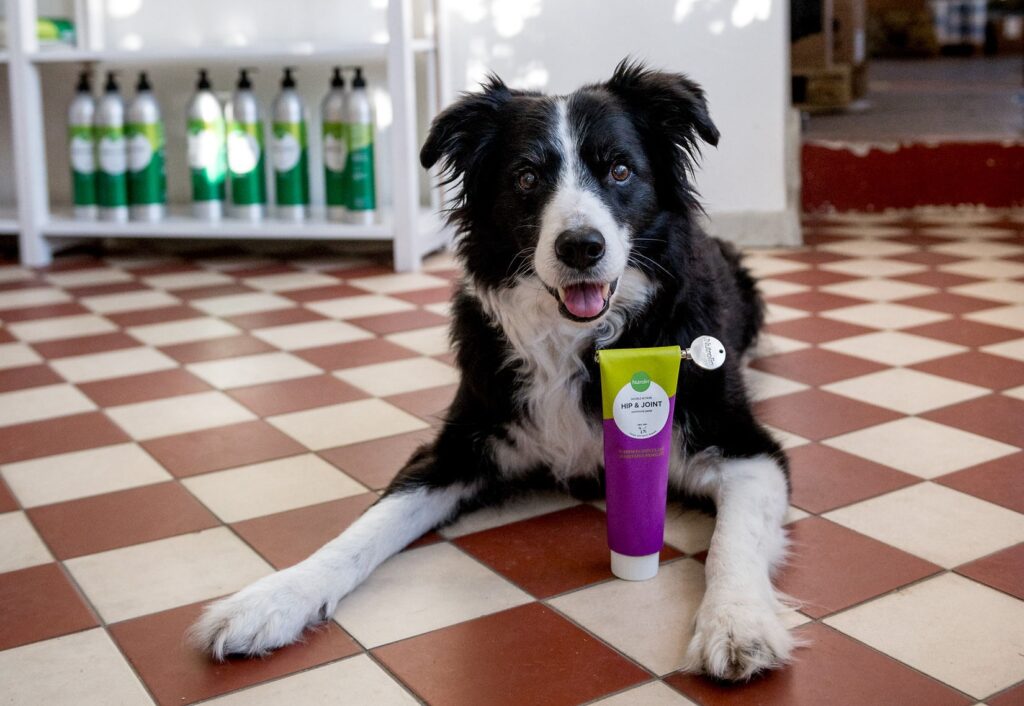 Omega-3-fettsyror skyddar lederna då hunden har artros. Glukosamin och kondroitin stödjer i sin tur ledvävnadernas förnyelse hos hundar med artros. Nutrolin® HIP & JOINT-pastan innehåller rikligt av alla dessa näringsämnen för ledernas hälsa.