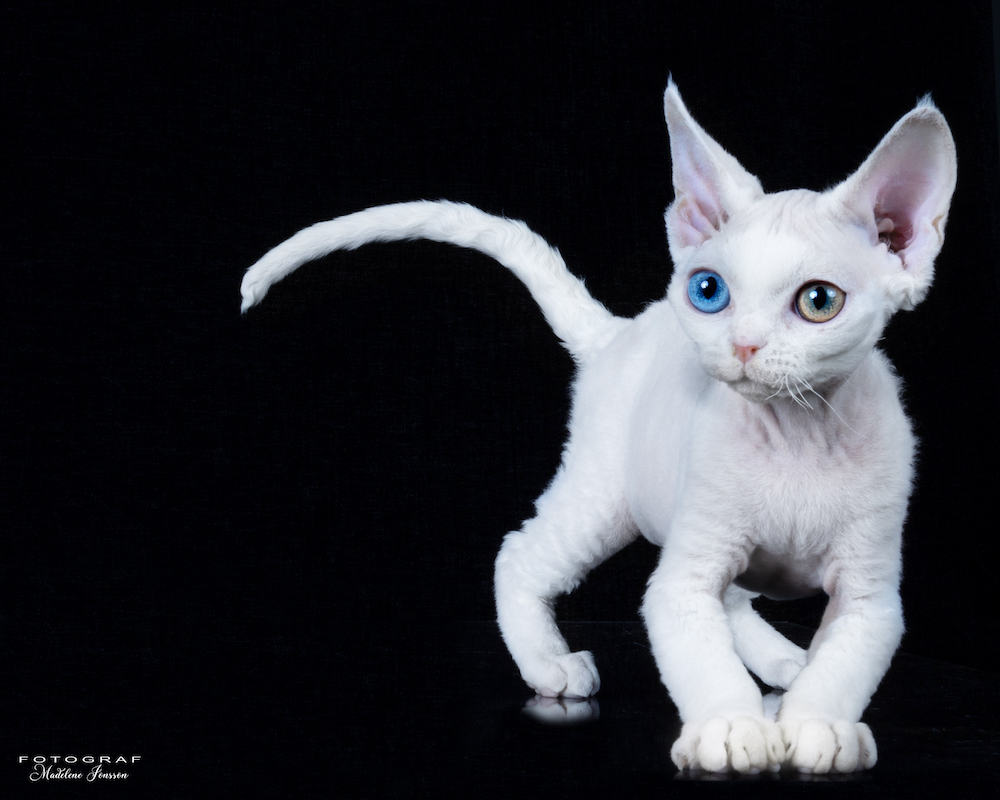 Katten Severus, foto Madelene Jonsson