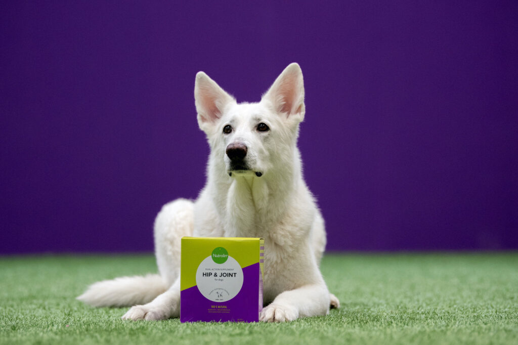 Nutrolin® HIP & JOINT och vit herdehund