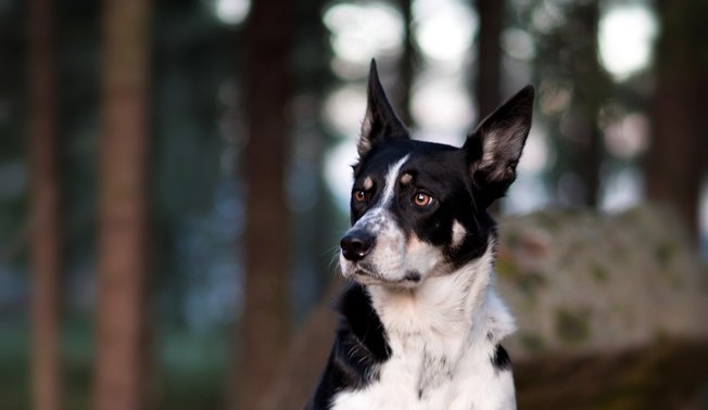 Hunden Lumi hade problem med matt päls och spruckna trampdynor