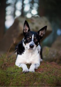 Hunden Lumi hade problem med matt päls och spruckna trampdynor