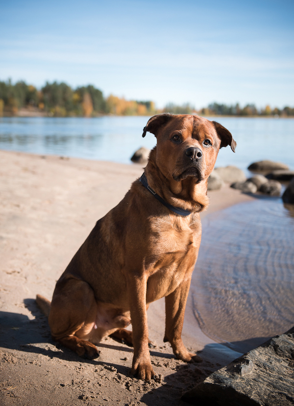 Hunden Buck – från vanvårdad till välmående