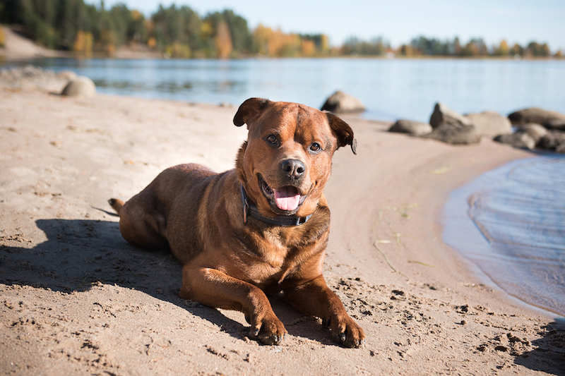 Hunden Buck – från vanvårdad till välmående