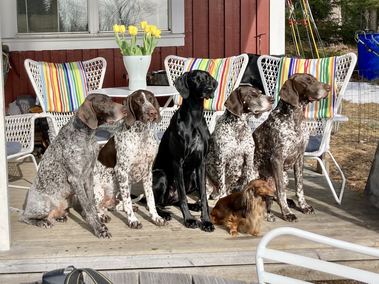 Familjen Ellingsson Fröléns hundar