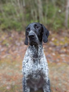 Hunden Rolfs tassar blev friska