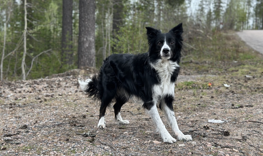 Border collie Lyra i skogen