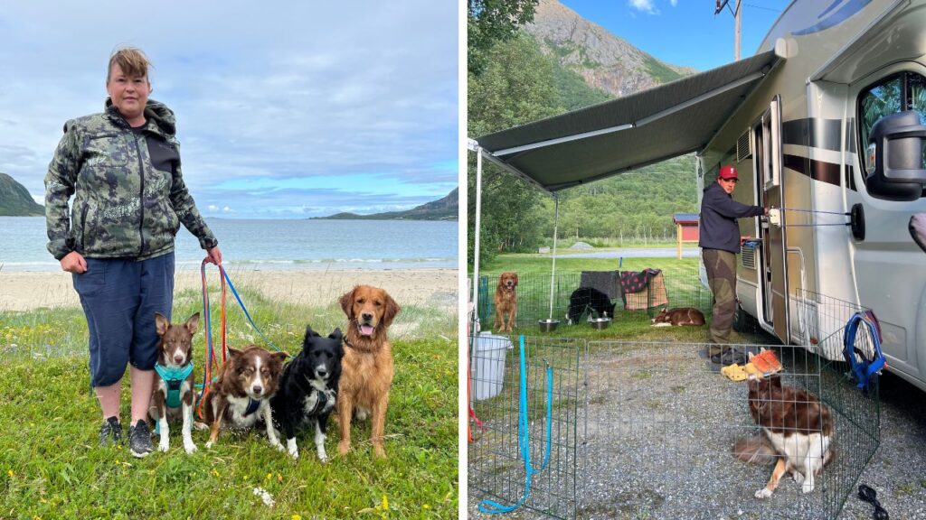 Att resa till Lofoten med 4 hundar och en husbil