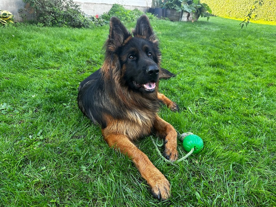 Hunden Archie ligger i gräset