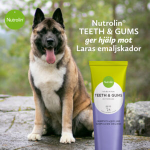Nutrolin® TEETH & GUMS ger hjälp mot hundens emaljskador