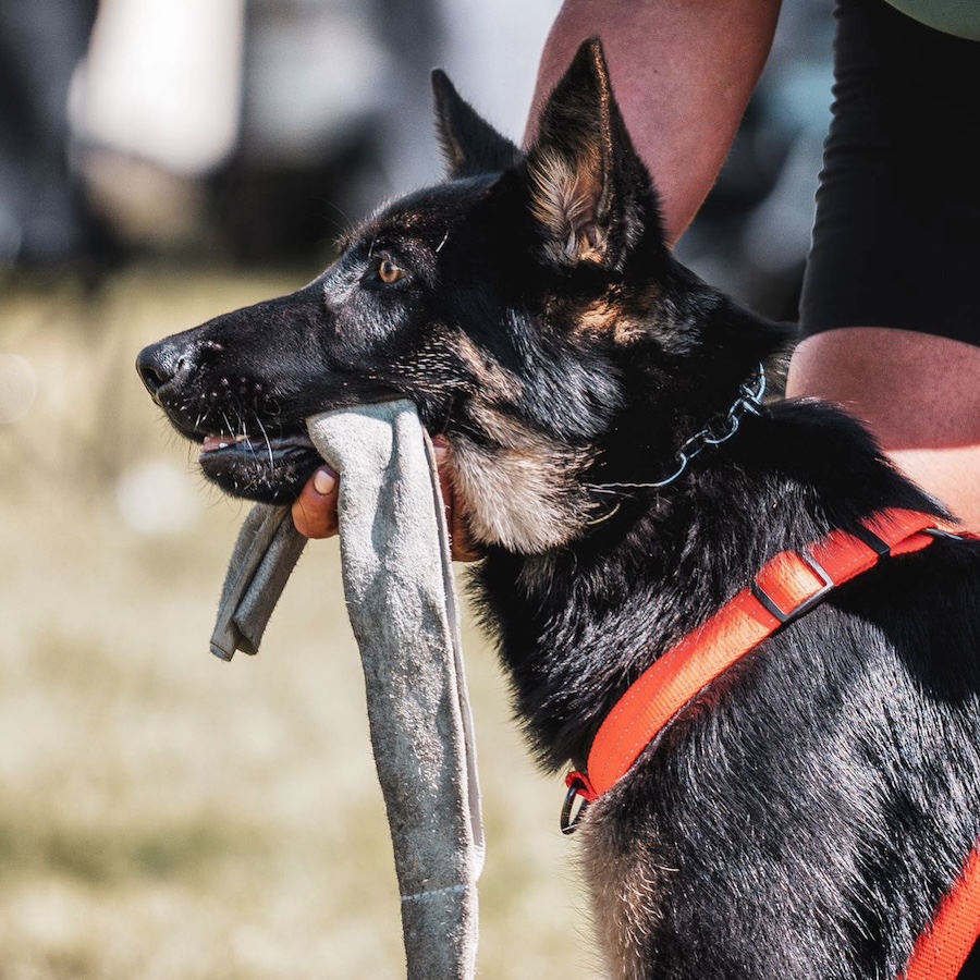 Hunden Imre med leksak i munnen