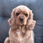 Prebiotika, probiotika och omega-3 hjälper då hunden har magproblem.