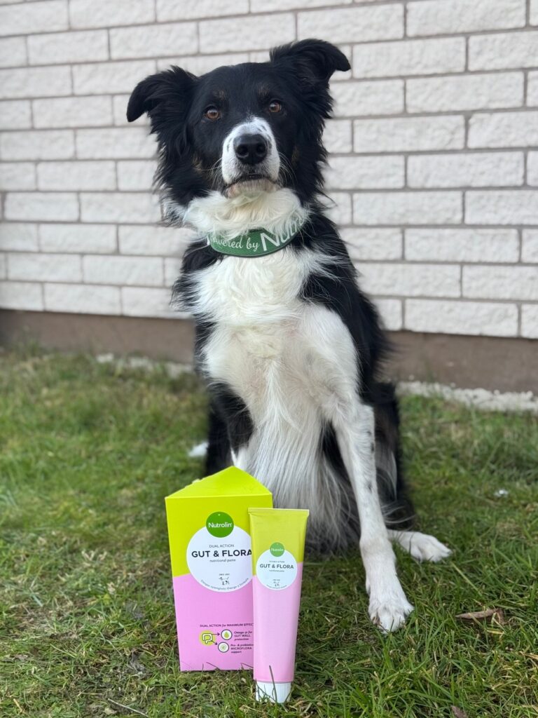 Evelina Hermansen ger Nutrolin® GUT & FLORA till sin border collie för att upprätthålla en bra tarmhälsa.
