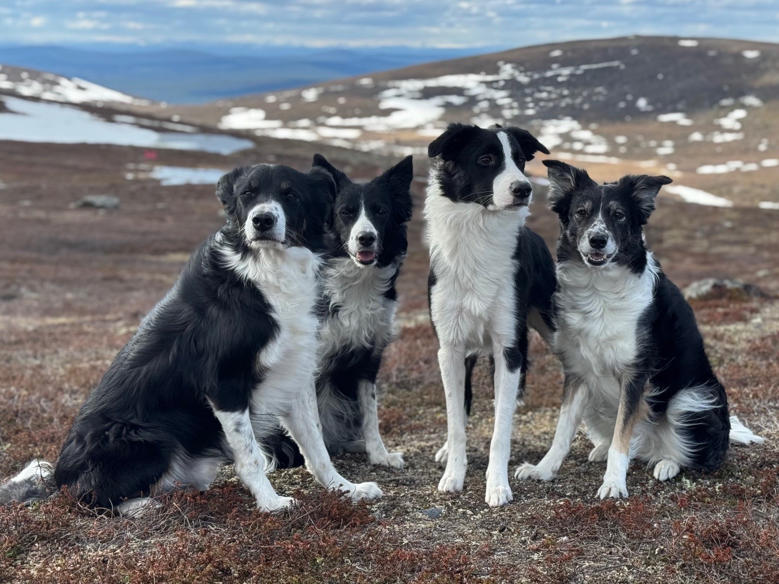 Evelina Hermansens fyra border collies tävlar aktivt inom Nose Work. De får alla Nutrolin®-produkter som tillskott för att må bra.