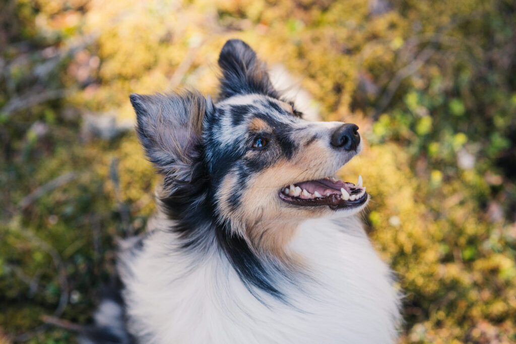 Vad bör varje hund- och kattägare veta om munhälsa? Läs om de vanligaste problemen med mun och tänder, och hur du kan förebygga dem.