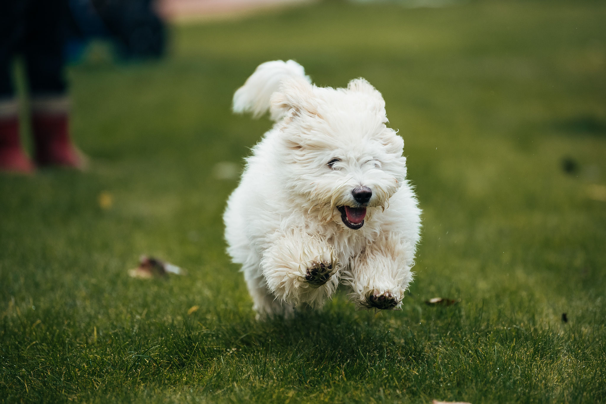 Många hundägare funderar på vilket fettsyretillskott som är det bästa valet för att stödja hundens välmående. Eftersom olika fettsyror har olika uppgifter i kroppen räcker en produkt inte alltid till för att tillgodose hundens alla behov. Nutrolin® OMEGA SENSITIVE® och Nutrolin® SKIN & COAT kompletterar varandra perfekt och ger ett mångsidigt stöd för din hunds hälsa och välmående.
