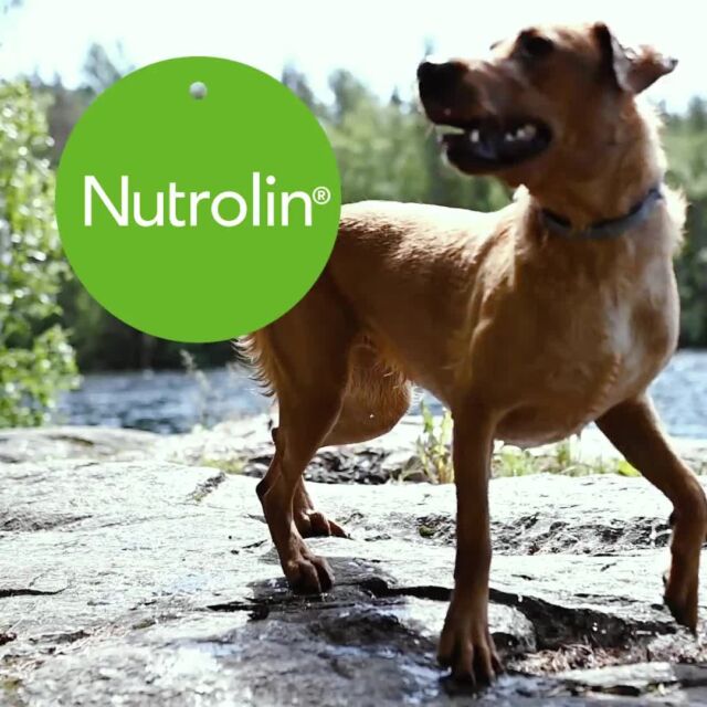 Sunny weather calls for swimming 🌊 The downside of the best pastime in summer is that it might cause skin irritation and cause the coat to lose its shine.The forever favourite of dogs, Nutrolin® SKIN & COAT, gives a lustrous coat and healthy skin. It also takes care of the paw pads from within. 🐾💚 Daily dose of tasty Nutrolin® SKIN & COAT takes care of the skin & coat of the water monsters.#Nutrolinlife #Nutrolin #nutrolindogs #koira #hund #swimmingdog