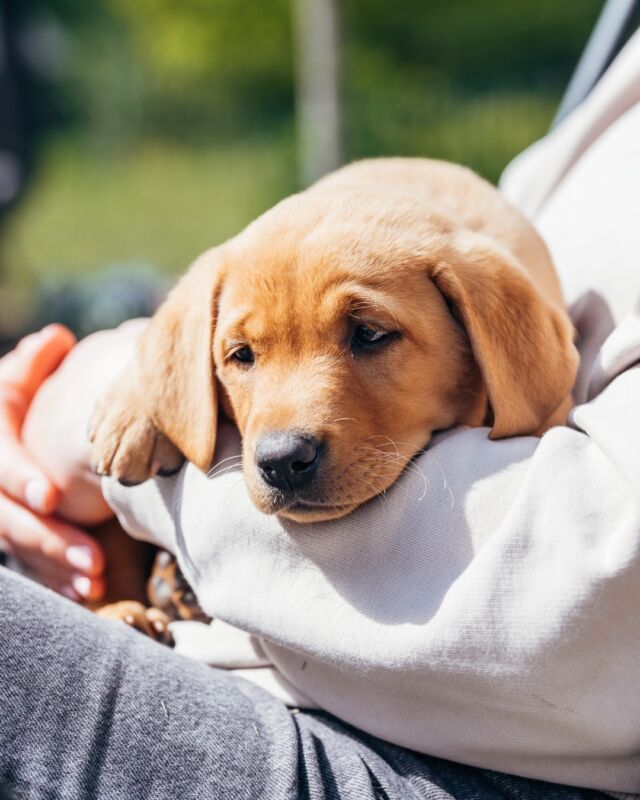 What piece of advice would you give to someone about to hop on their first puppy journey? What valuable part of information do you wish you had known when you welcomed your furry friend into your life? 🐶We start! Invest in your puppy's nutrition with a high-quality fatty acid supplement, Nutrolin® PUPPY & MOM, and give your puppy the best start in life. Nutrolin® PUPPY & MOM enhances a puppy's trainability; Omega-3 DHA is the key nutrient for the development of the brain and eyes. Nutrolin® PUPPY & MOM also supports skin health in adult life. Investing now will pay off in the long run 🧡#Nutrolinlife #Nutrolin #Nutrolinpuppy #Puppylife #Valp #Pentuelämää #Pentu