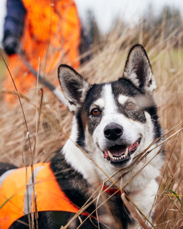 Can dogs be given two different Nutrolin® products simultaneously?
Absolutely! If your dog requires support beyond just addressing skin and coat issues, you can provide both Nutrolin® SKIN & COAT and Nutrolin® SPORT concurrently. Ensure they are administered with separate meals to maximize the full benefits of each. 💚#NutrolinLife #Nutrolin #NutrolinDogs #omega #fattyacids #omega3 #pets #dogs #healthydog #Hundhälsa #fettsyror #hund