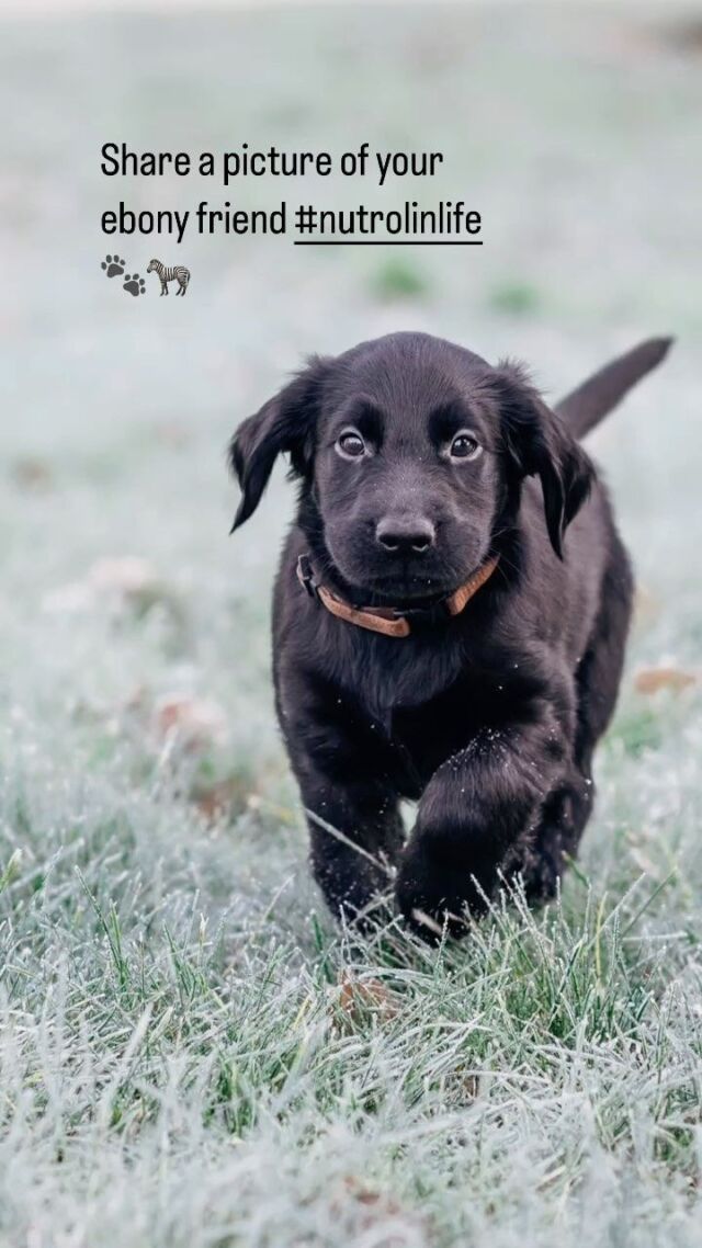 Black Friday for us means shining a light for our beautiful black four-legged friends 🖤 Share a picture of your ebony friend #nutrolinlife  @nutrolinlife 🐾🦓✨#nutrolin #nutrolindogs #nutrolincats #nutrolinhorses #celebrateblackanimals