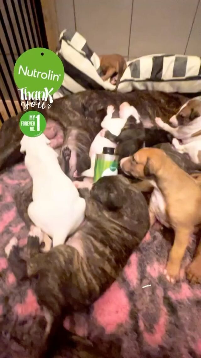 The 8th generation of Nutrolin puppies @inasfashiongreyhounds in Germany! 💚 This says happy customer even without saying a word ✨How long have you been part of a loyal and happy Nutrolin pack?#nutrolinlife #nutrolin #nutrolinpuppies #kasvattaja #dogbreeder #koiranpentu #valp #puppylover