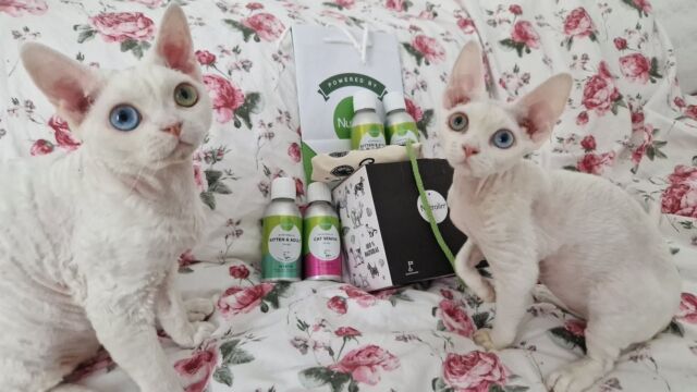 "Using Nutrolin® oils for my cats is a given for me. To be told that my cats have such a shiny coat, and knowing that they are getting everything they need to stay healthy feels amazing."Jessica Eklund has been a loyal user of Nutrolin® CAT nutritional oils for her feline companions for years now. 😻#Nutrolinlife #Nutrolin #Nutrolincats
#catlife #kattliv #kissanelämää
