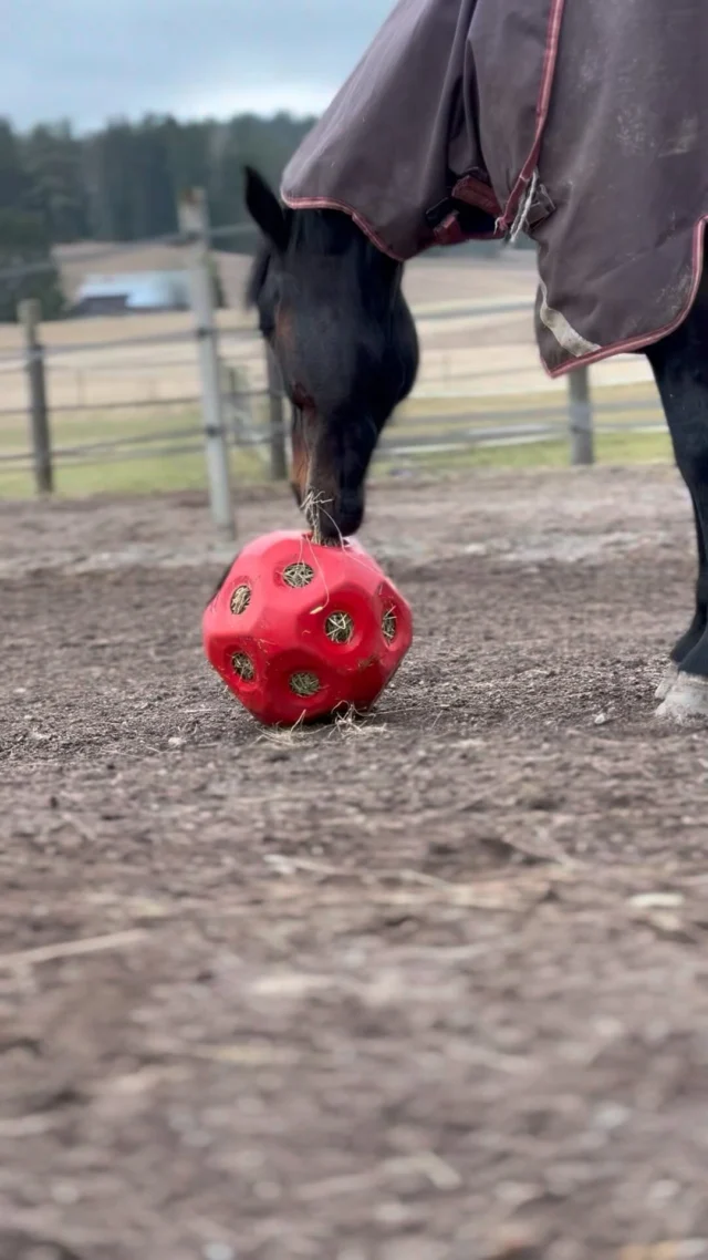 Nestori loves his hay ball 😍 He also has a play ball and a few different-sized hay balls, some of which are hanging. What horse enrichment toys does your horse have?#Nutrolinlife #Nutrolin #Nutrolinhorses #Equestrianlife #Häst #hästliv #Horsetoy #hayball #heinäpallo