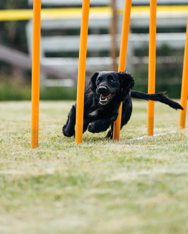 Ready, set…WOOF! 💥⁠
⁠⁠
Do you have an active sporting or hunting dog? Nutrolin® SPORT protects against oxidative stress and inflammation during strenuous exercise, and Omega-3 fatty acids suppress the inflammation associated with the recovery of muscle and other soft tissues from micro-injuries caused by heavy activity.⁠
⁠
It protects the muscles and joints, helps your dog recover faster, and has a delicious taste – our Nutrolin® SPORT in a nutshell (or bottle). 😉⁠
⁠
#Nutrolinlife #Nutrolin #Nutrolindogs #sportingdog #activedog #NutrolinSport #aktiivinenkoira #agility #workingcocker #workingspaniel #agilitykoira #agilityhund