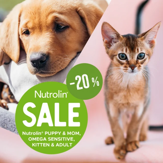 Why should you add an omega supplement to your kitten or puppy’s diet? 🤔We asked fatty acid researcher Mikko Griinari, who leads product development for the Nutrolin® omega range. He’s also an adjunct professor at the University of Helsinki and up to date with the latest research.“It's important to remember that valuable fatty acids oxidize quickly in pet food. Oxidized fats can be particularly harmful to both puppies and kittens,” Griinari explains.For this reason, it’s best to give fatty acids fresh, straight from the bottle.Both, Nutrolin® PUPPY & MOM and Nutrolin® KITTEN & ADULT contain vital omega-3 DHA, which supports brain, eye, and smell development in puppies and kittens. It gives your little explorer the best possible start in life.Get 20% off when you purchase any of our three baby-friendly products. Nutrolin® PUPPY & MOM, KITTEN & ADULT, and OMEGA SENSITIVE—specially designed for puppies and kittens with fish allergies—help take care of your beloved pet.The offer is valid in our online stores until April 15, 2025.#NutrolinLife #Nutrolin #Nutrolindogs #Nutrolincats
#NutrolinPuppyMom #NutrolinOmegaSensitive #NutrolinKittenAdult
#doghealth #hundhälsa #koiranhyvinvointi