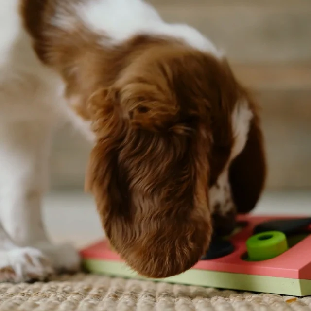 Did you know that your puppy’s diet can influence their ability to learn?Omega-3 DHA fatty acid plays a crucial role in developing a puppy’s brain, eyes, and sense of smell.By giving your puppy Nutrolin® PUPPY & MOM oil, you support their learning and development by ensuring they get the right omegas in a safe and delicious form.Enjoy 20% off when you purchase any of our three puppy-friendly products. Nutrolin® PUPPY & MOM, KITTEN & ADULT, and OMEGA SENSITIVE—specially designed for puppies with fish allergies—help take care of your beloved pet.The offer is valid in our online stores until April 15, 2025.#NutrolinLife #Nutrolin #Nutrolindogs
#NutrolinPuppyMom #NutrolinOmegaSensitive
#doghealth #hundhälsa #koiranhyvinvointi