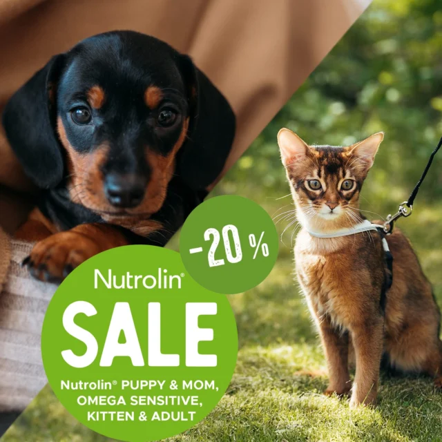 A puppy or kitten quickly becomes a beloved part of your family. 🫶🏼 Shared adventures and learning moments strengthen the bond between you and your pet.Fatty acids play a bigger role than their size suggests. In particular, tiny omega-3 DHA is vital for both puppies and kittens. It supports your puppy’s or kitten’s brain, eye, and smell development.Get 20% off when you purchase any of our three products for your baby pets.Nutrolin® PUPPY & MOM, KITTEN & ADULT, and OMEGA SENSITIVE—specially designed for pets with fish allergies—help take care of your beloved companion.The offer is valid in our online stores until April 15, 2025.#NutrolinLife #Nutrolin #Nutrolindogs #Nutrolincats
#NutrolinPuppyMom #NutrolinOmegaSensitive #NutrolinKittenAdult
#doghealth #hundhälsa #koiranhyvinvointi