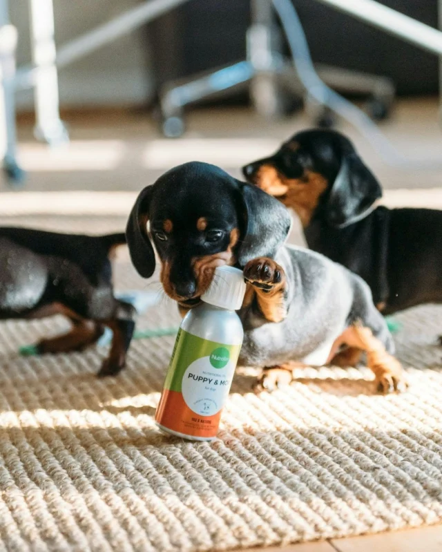 You say, “Oh, you must have the best job in the world—getting to play with puppies all day!” 🥰We say, “You’re absolutely right.” 🤝#nutrolinlife #dachshundpuppy #dachshund #mäyräkoira #nutrolindog