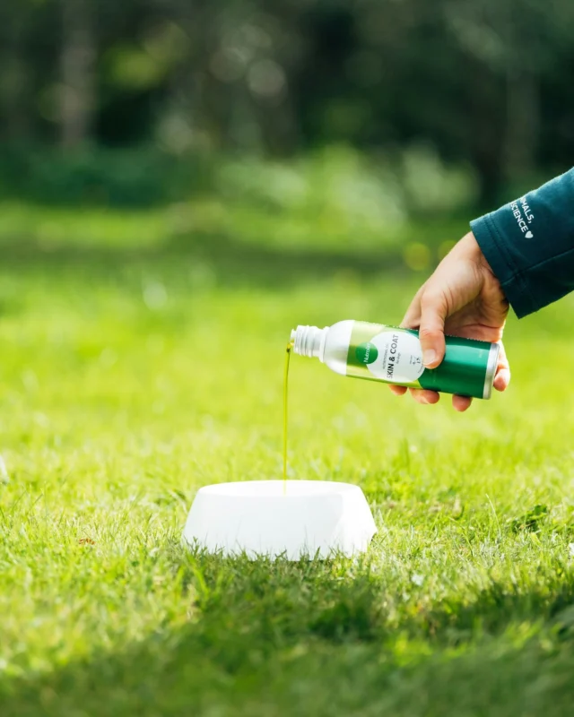 A holiday can shake up your routine – and that’s how an opened Nutrolin® bottle might end up forgotten on the kitchen table. 😕What to do?It’s true that Nutrolin® oils should be stored in the fridge after opening. But! ☝🏻The aluminium bottle protects the oil from light, so oxidation doesn’t happen as quickly.You can also do a simple test:Pour a little oil onto a clean plate and give it a sniff. The human nose is excellent at detecting the smell of oxidised – or rancid – oil.Nutrolin® SKIN & COAT is a blend of plant oils, and plant-based oils keep much better at room temperature than fish oils.If the bottle has been out for a couple of hours – or even half a day – the oil is most likely still perfectly fine.And did you know? Nutrolin® pastes stay good at room temperature for two months. A forgetful holidaymaker’s dream. 💚#nutrolinlife #omega3 #koiranhyvinvointi #dogshealth